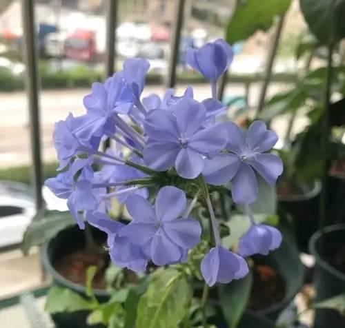 蓝雪花——神秘而美丽的花卉（解读蓝雪花的花语及象征意义）