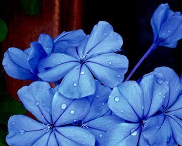 蓝雪花——神秘而美丽的花卉（解读蓝雪花的花语及象征意义）
