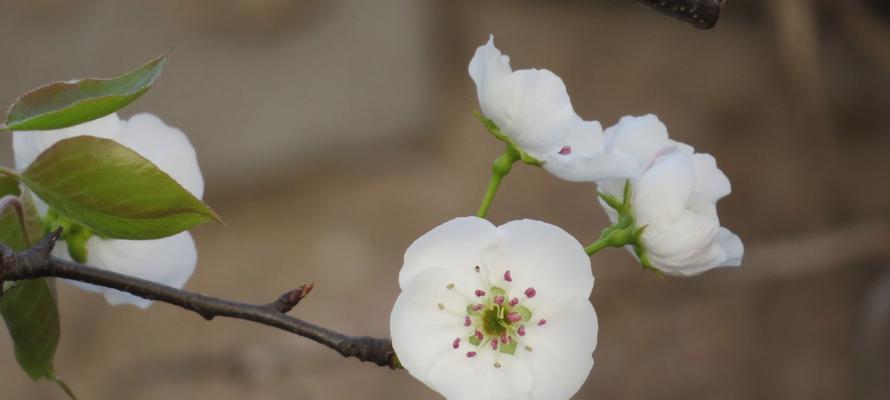 梨花的花语与寓意（探寻梨花的美丽与深意）