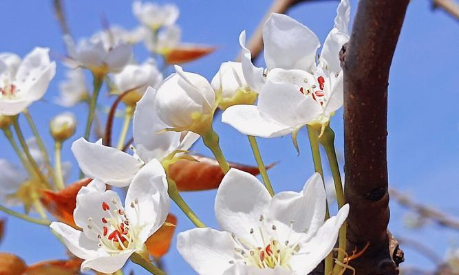 梨花花语的魅力与意义（探索梨花花语的深层内涵）