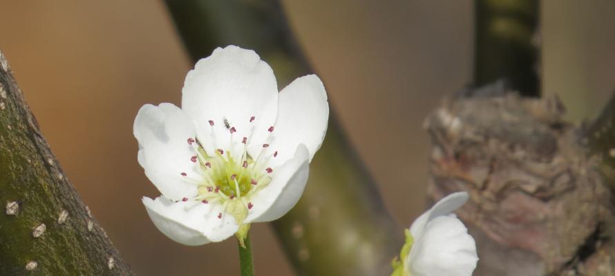 梨花花语的魅力与意义（探索梨花花语的深层内涵）