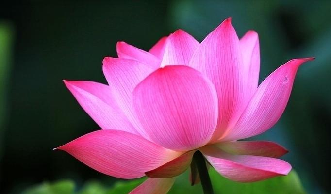 莲花的寓意与象征（传承千年的美丽与力量）