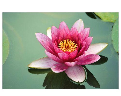 莲花的寓意与象征（传承千年的美丽与力量）