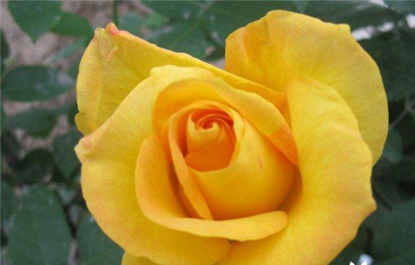 两朵黄玫瑰的象征意义（探究黄玫瑰的寓意与象征）