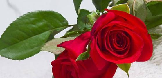 两朵玫瑰的象征意义（爱情与友情的交织之花）