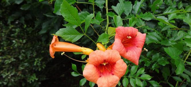 凌霄花的花语（探秘凌霄花的花语及其象征意义）