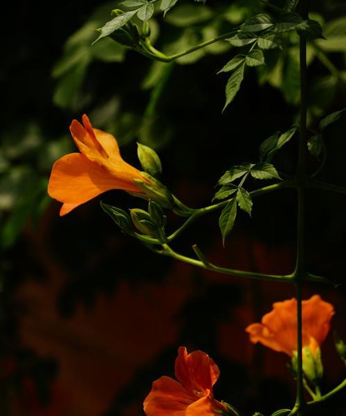 凌霄花的花语与寓意（探寻凌霄花的神秘内涵与象征意义）