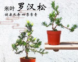 罗汉松的寓意——坚忍不拔的力量（探索罗汉松的象征意义和精神内涵）