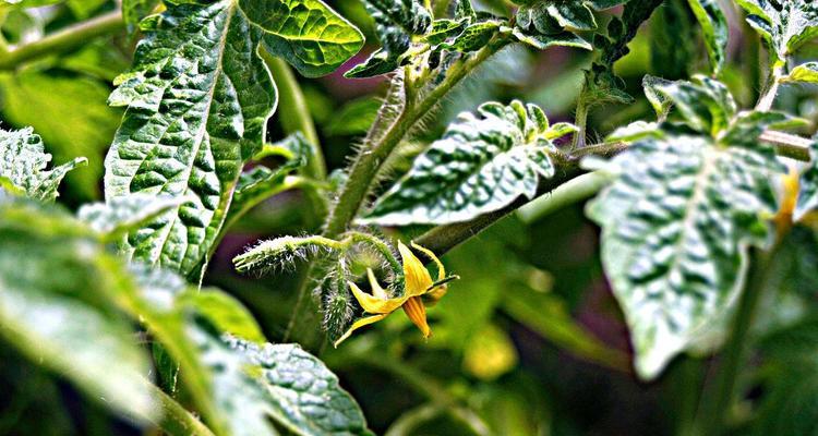 怎样判断番茄缺水（详解番茄补水方法）