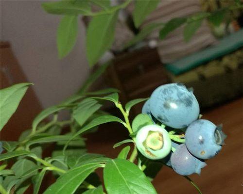 蓝莓苗怎么养比较好（蓝莓树的种植与管理）