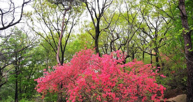 杜鹃什么时候开（观赏杜鹃花期简介）