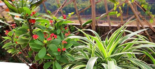 居家养什么花草植物好（适合室内种植的盆栽植物介绍）