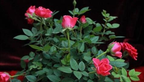 月季花的种植条件是什么（盆栽月季花的养护方法）