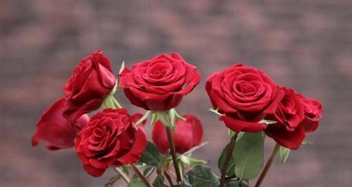 稀有玫瑰品种有哪些（十大稀有玫瑰花品种排名）