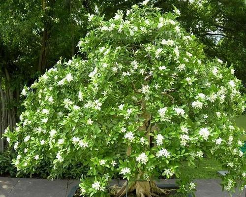 家庭种植的花卉有哪些（适合家庭种植的花卉推荐）