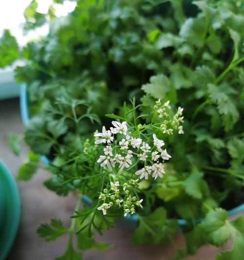 怎样种香菜出得好又快（香菜种植方法和时间）