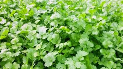 怎样种香菜出得好又快（香菜种植方法和时间）