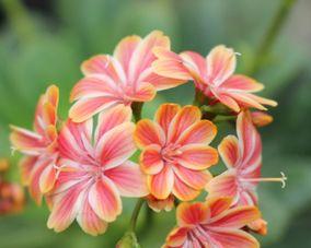多年生草本花卉有哪些（简述多年生花卉介绍）