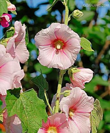 多年生草本花卉有哪些（简述多年生花卉介绍）