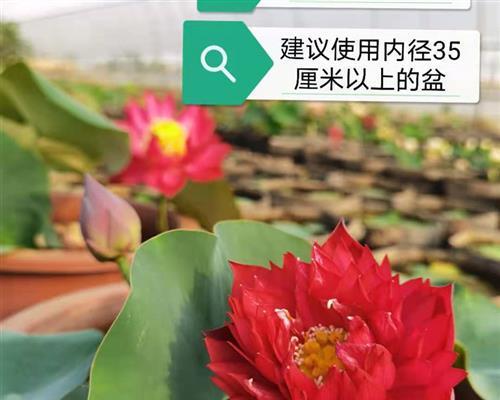 碗莲藕种植方法是什么（描述碗莲的栽培技巧）