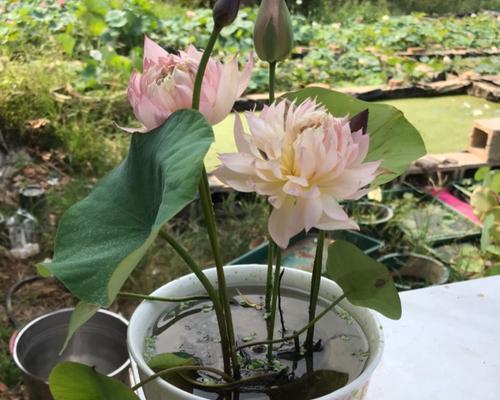 碗莲藕种植方法是什么（描述碗莲的栽培技巧）