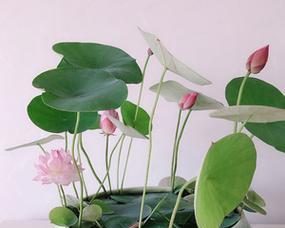碗莲藕种植方法是什么（描述碗莲的栽培技巧）