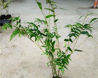 米竹怎么养才能更旺盛（米竹的养殖方法和注意事项）