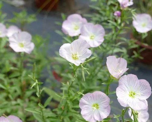 月见草怎么种植（月见草种植方法和时间）