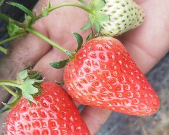 草莓苗种植方法全过程（从选购到管理）