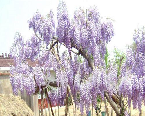 紫藤树苗怎么种植（紫藤树种植方法和注意事项）