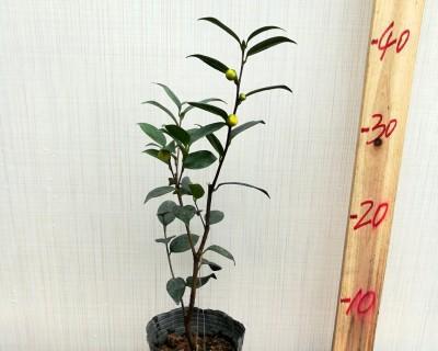 金花茶树盆栽怎么养护（金花茶栽培技术要点）