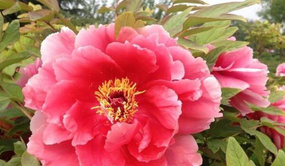 牡丹开花时间什么季节（牡丹花的观赏季节）