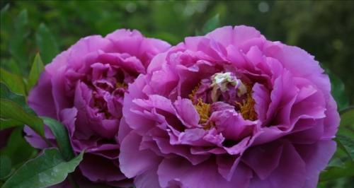 牡丹开花时间什么季节（牡丹花的观赏季节）