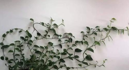 怎样种植绿萝（绿萝种植方法与技巧）