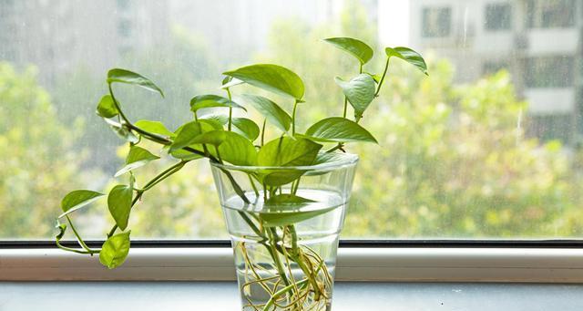 怎样种植绿萝（绿萝种植方法与技巧）