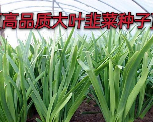 大棚韭菜用什么肥（韭菜的种植方法步骤）