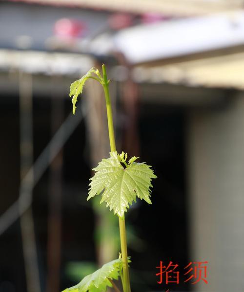 怎样种植葡萄树（有关葡萄树的栽种技术）