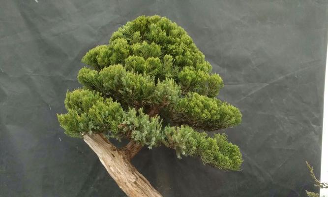 龙柏盆景怎样修剪好看（有关龙柏盆景的养护管理）