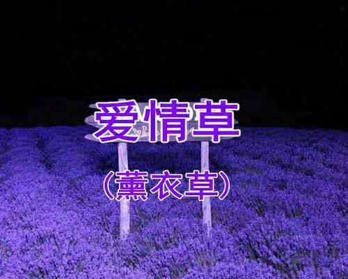 薰衣草如何种植（薰衣草栽培技术要点）