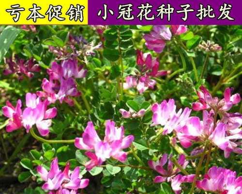 花卉栽培方法有哪些（家庭养花的技巧）