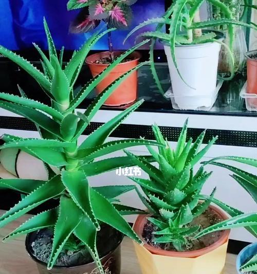 芦荟怎么种植（芦荟种植方法步骤）