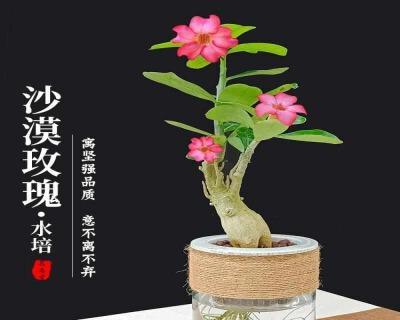 什么花适合水养又好看（养的六种水培植物）