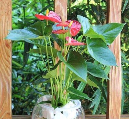 什么花适合水养又好看（养的六种水培植物）