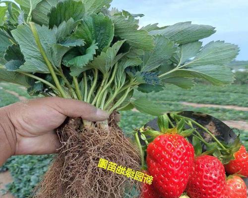 草莓种子的种植方法是什么（盆栽草莓种植方法讲解）