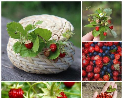 草莓种子的种植方法是什么（盆栽草莓种植方法讲解）