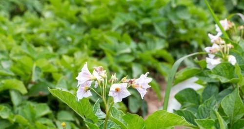 土豆怎么种植技术（土豆栽培技术要点）