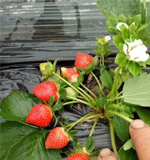 草莓苗几月份栽种（草莓种植方法与时间）