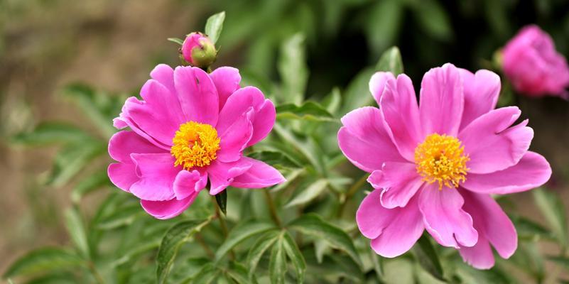 芍药花几月份种植（芍药花种植时间和方法）