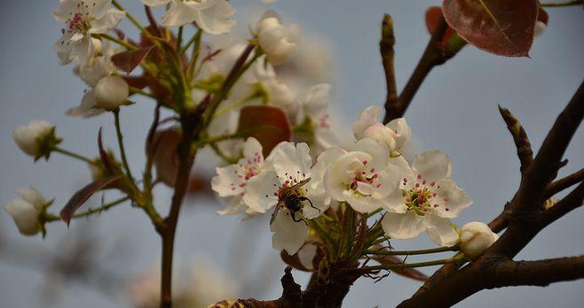 梨花什么时候开花（有关梨花花期简介）