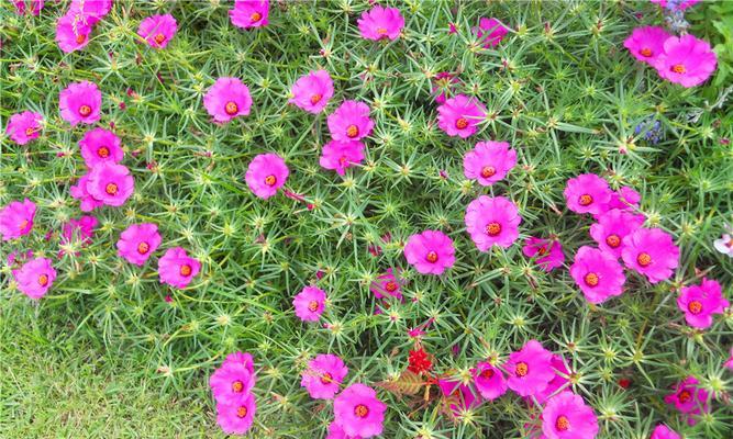 太阳花什么季节种植（太阳花的种植方法与时间）